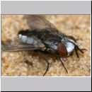 Kleptoparasit 04b 6mm.jpg